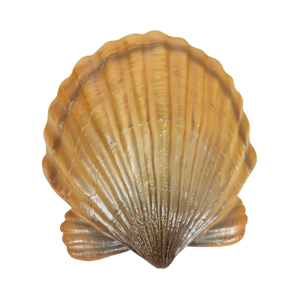 Coastal Scallop Shell Wall Decor Nautical‎ Beach House Accent Piece